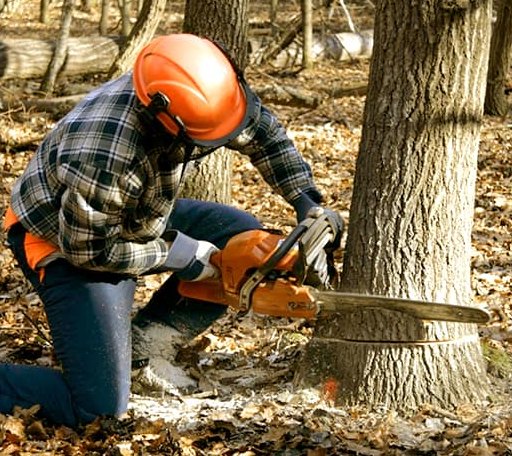 Tree Removal in Spicer, MN